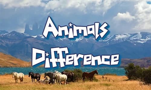 Capa do jogo Animal Differences